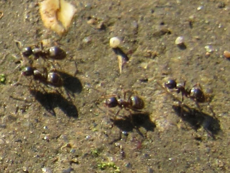 Our Countryside by Swantje Holland Our Countryside by Swantje Holland