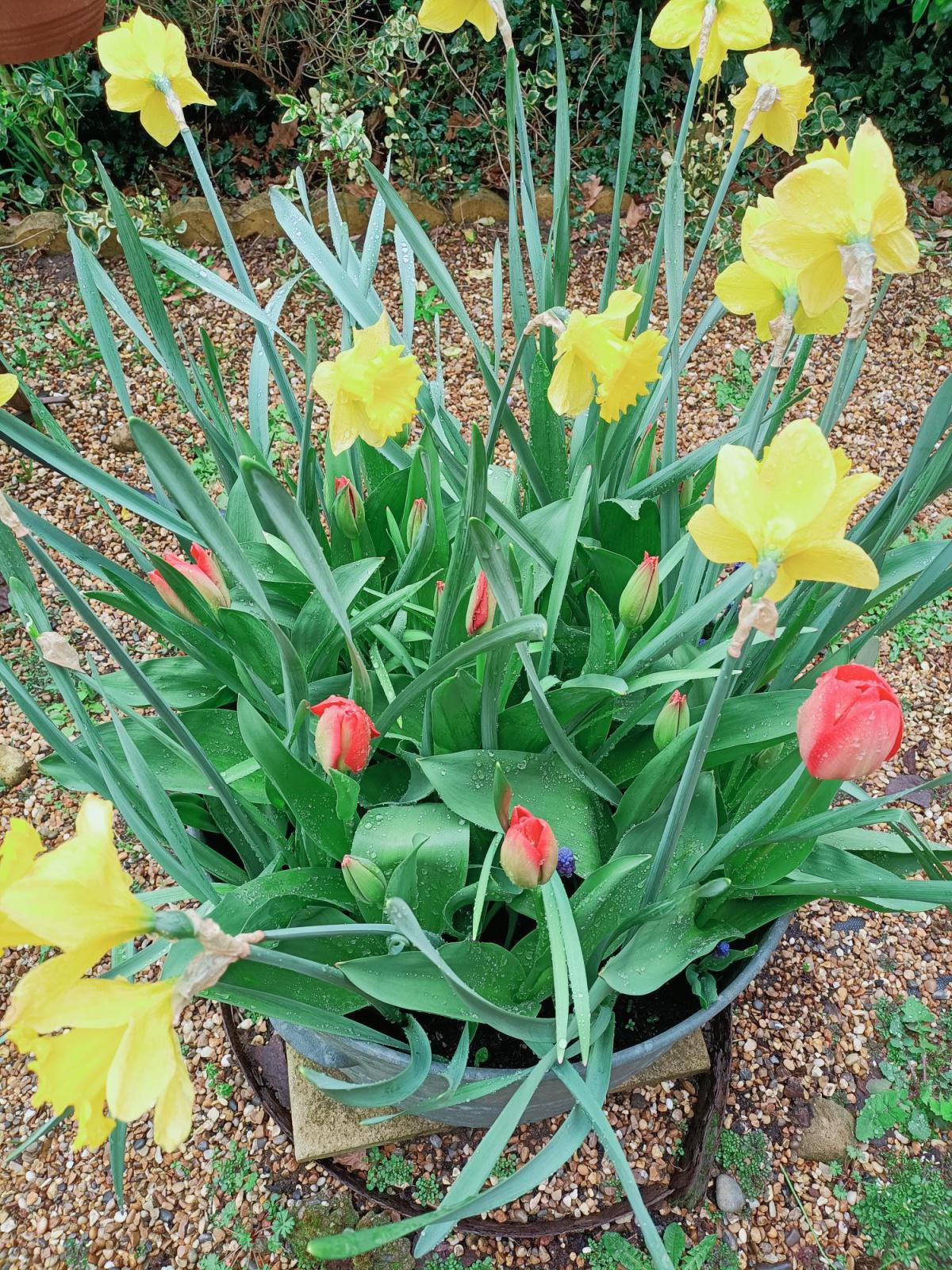 10 Gardening Tips from a Local Gardener, Leanne Cole 10 Gardening Tips from a Local Gardener, Leanne Cole