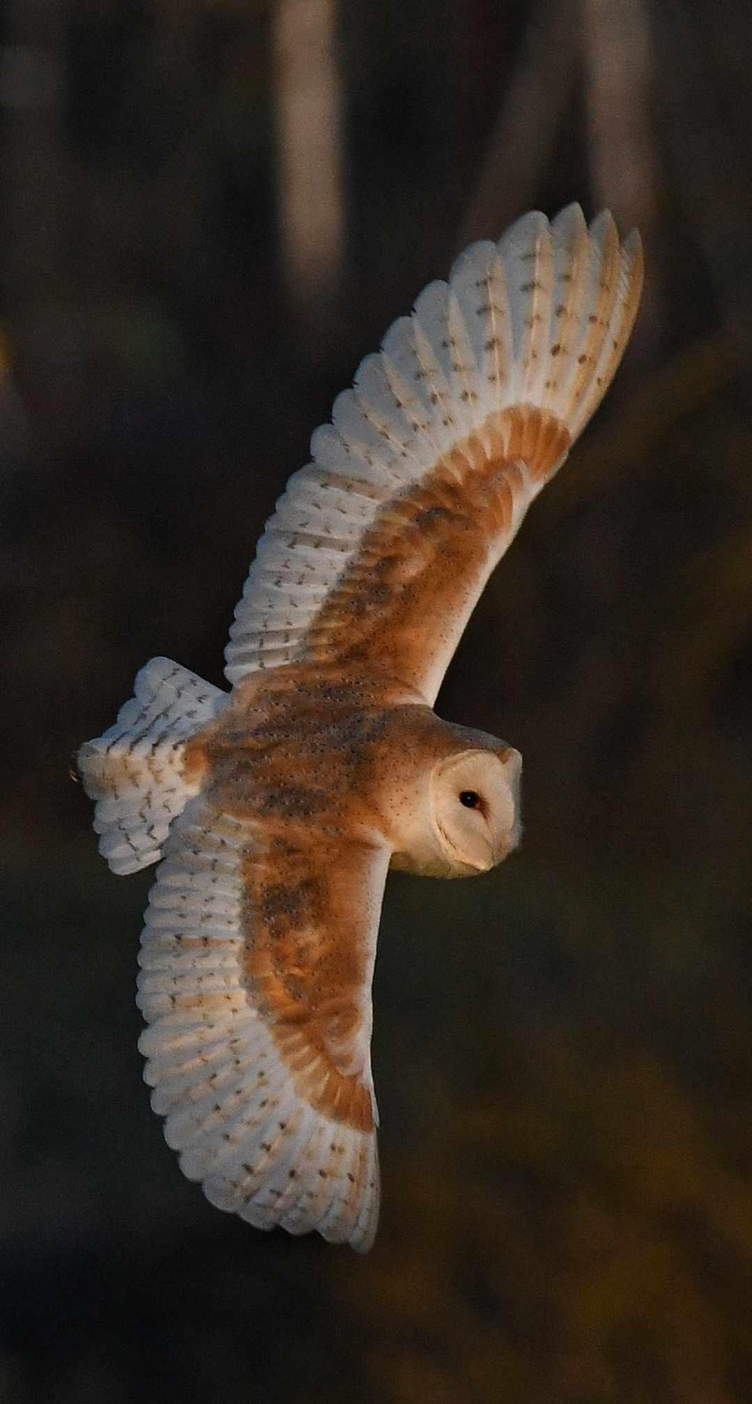 Felixstowe Photographers Felixstowe Photographers