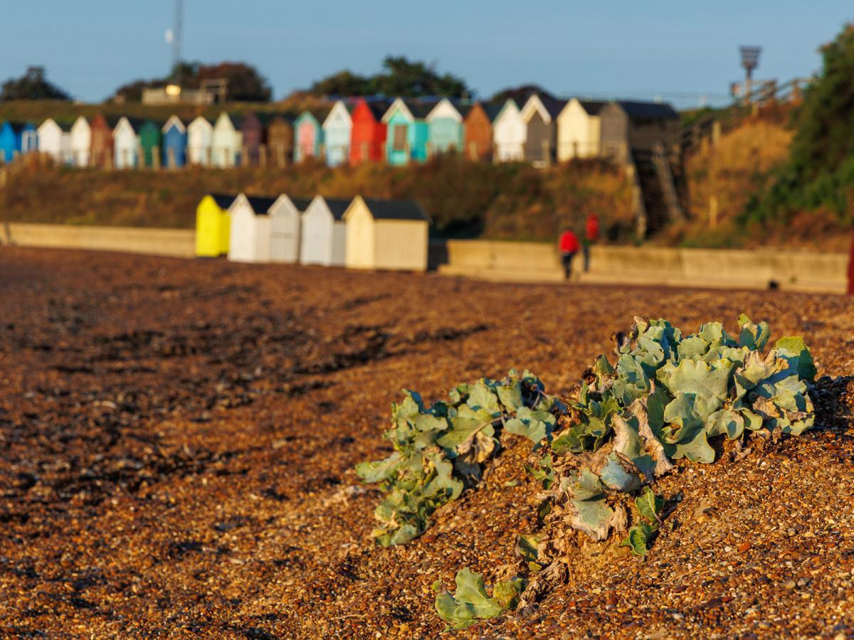 Local Photography Local Photography