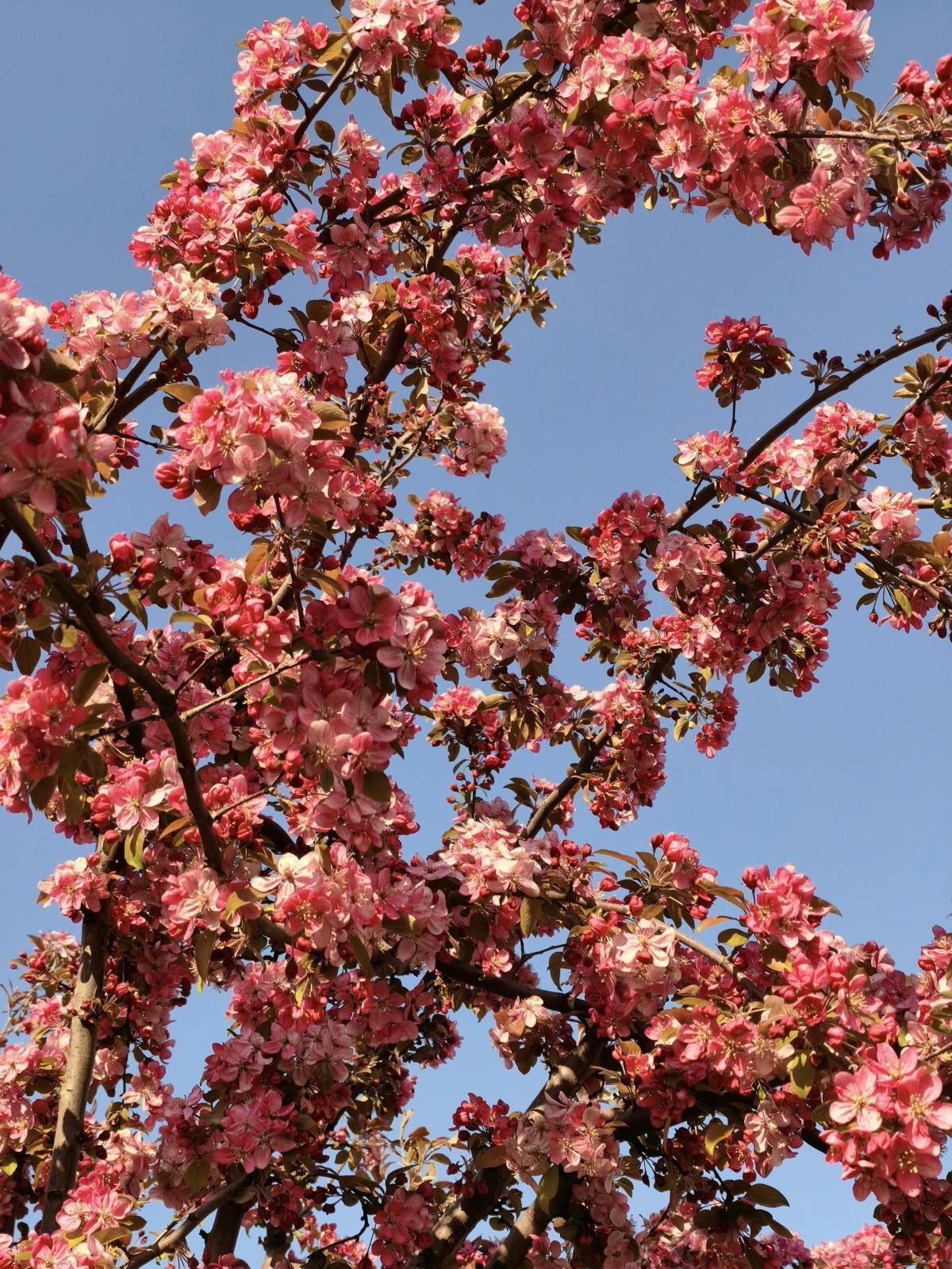 🎐Cherry Blossom on the Kiyotaki