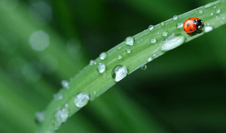 "Raindrops on the Leaves" a Poem by Sarah Lou Cawdron