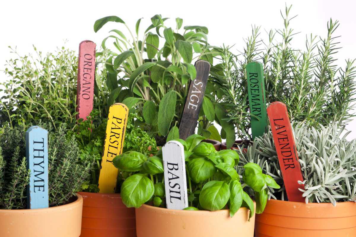Start Your Own Herb Garden Today