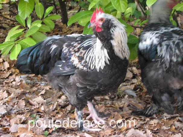 la poule Faverolles