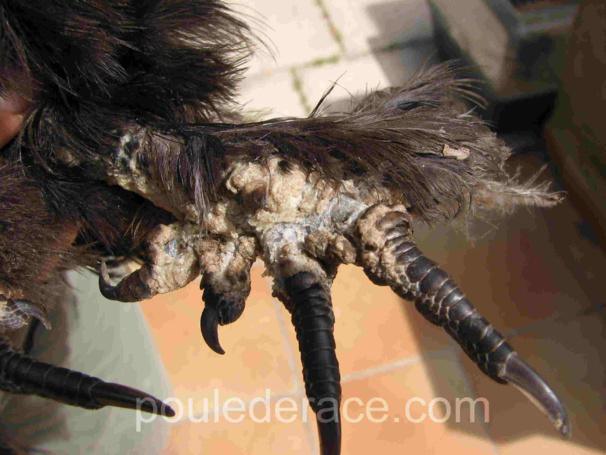 La Gale Des Pattes La Gale Des Pattes