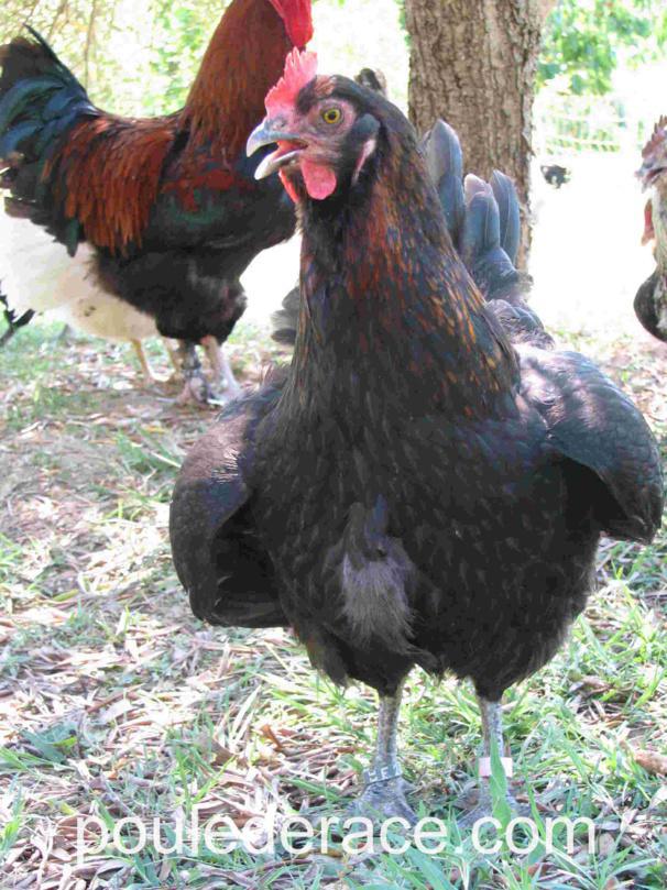 Scarica Gratis Images Les Poules Et La Chaleur dernière salutations