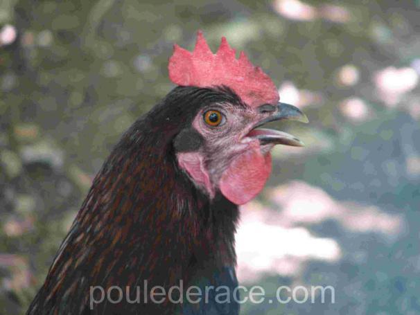 Scarica Gratis Images Les Poules Et La Chaleur dernière par