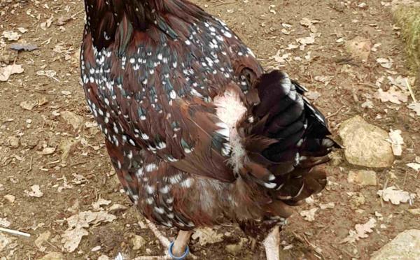 recettes du0027huiles essentielles pour vos poules