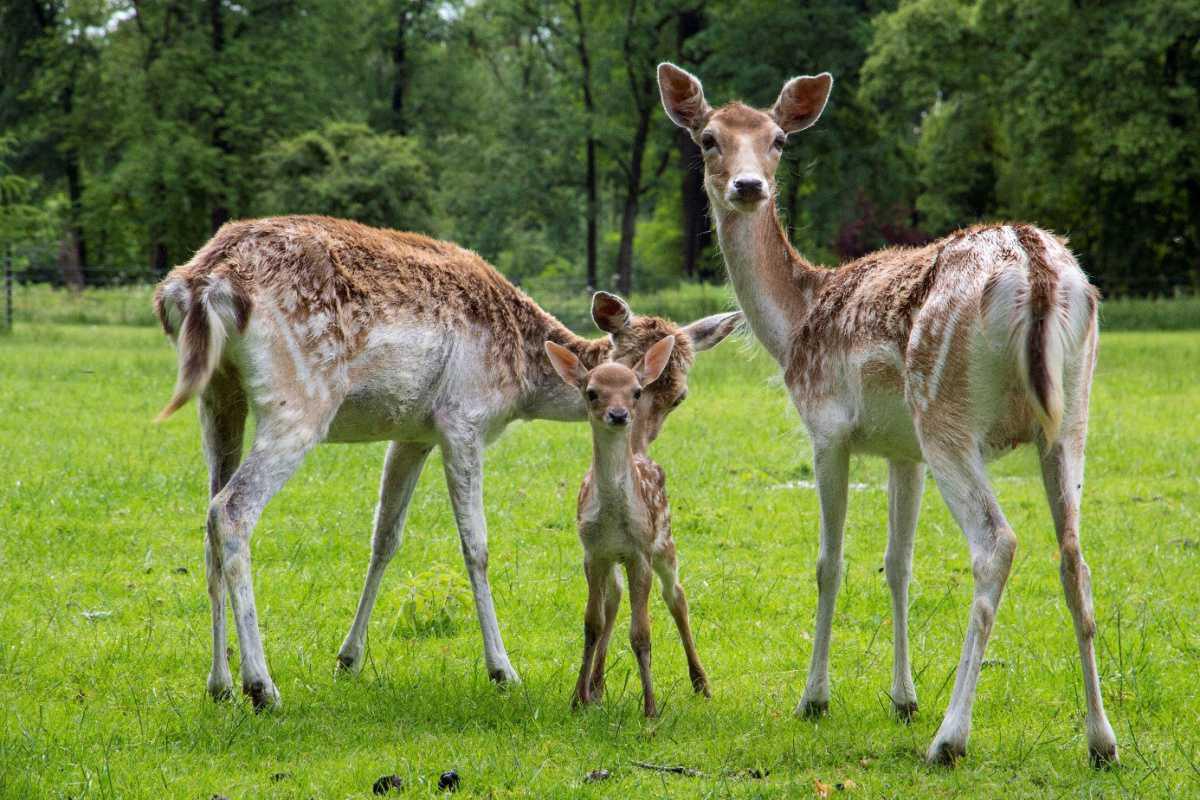 Het Hertenkamp Het Hertenkamp