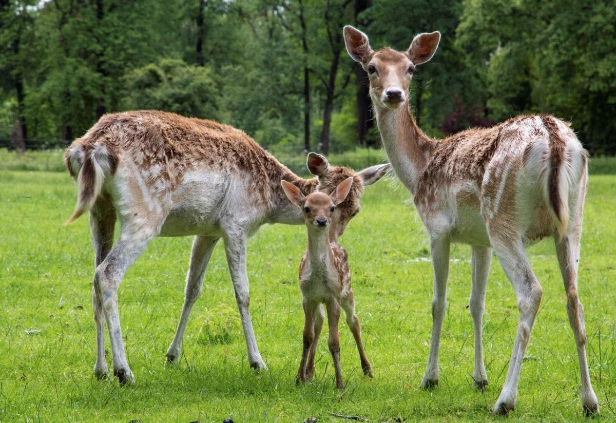 10. Hertenkamp 10. Hertenkamp