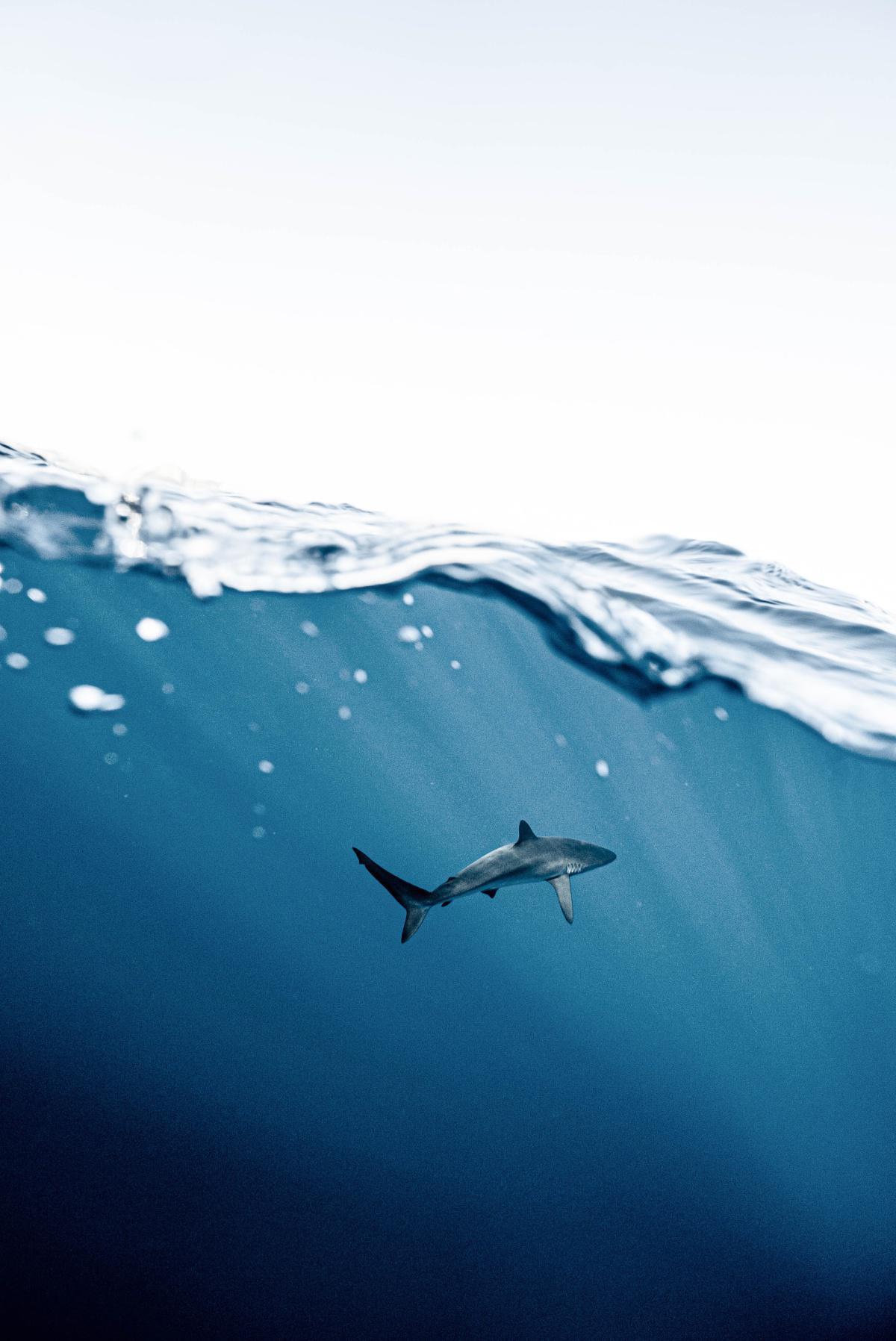 Navigating the Murky Waters of Entertainment and Online Banking Navigating the Murky Waters of Entertainment and Online Banking