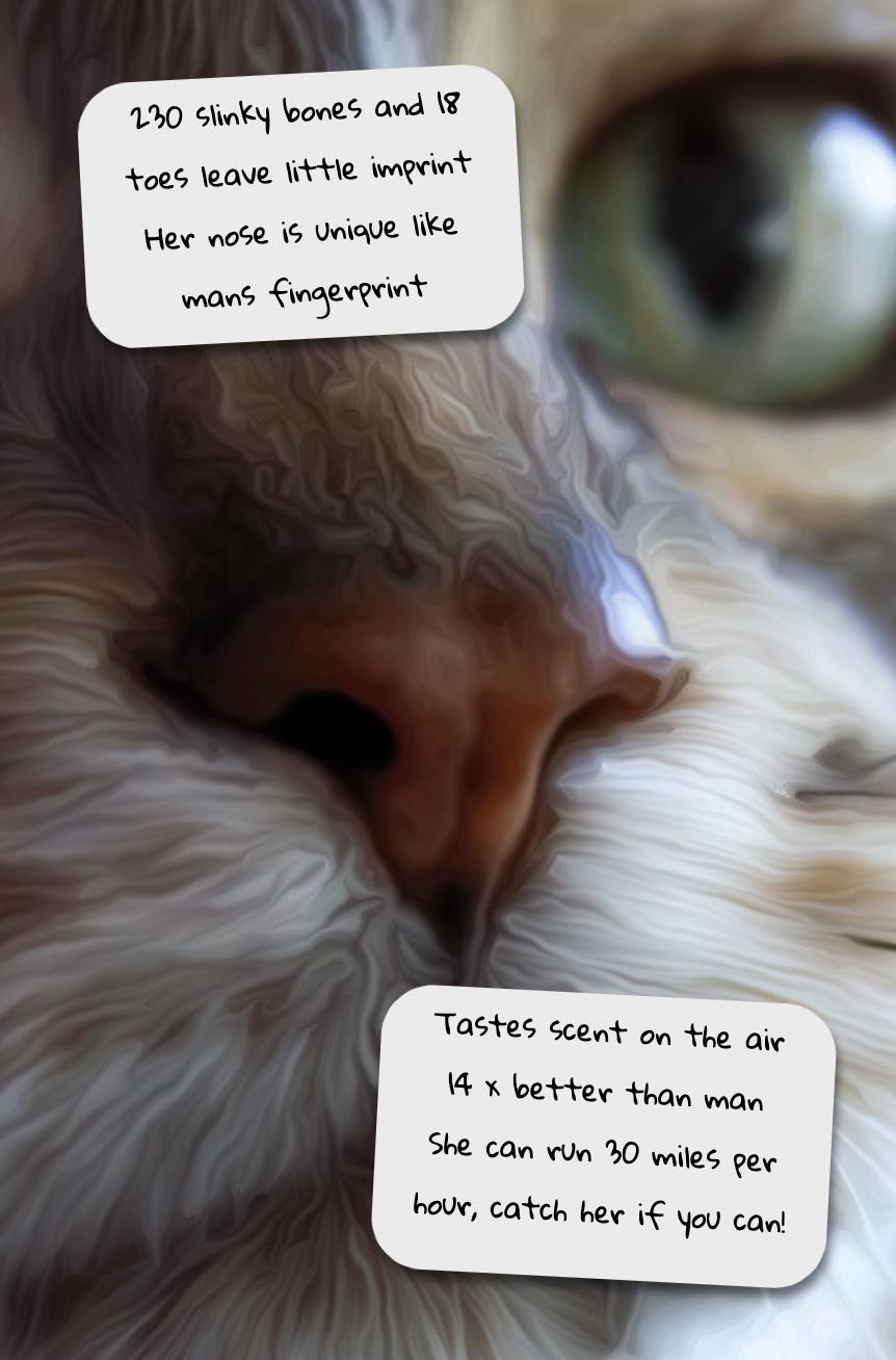 The Owl and the Cat The Owl and the Cat