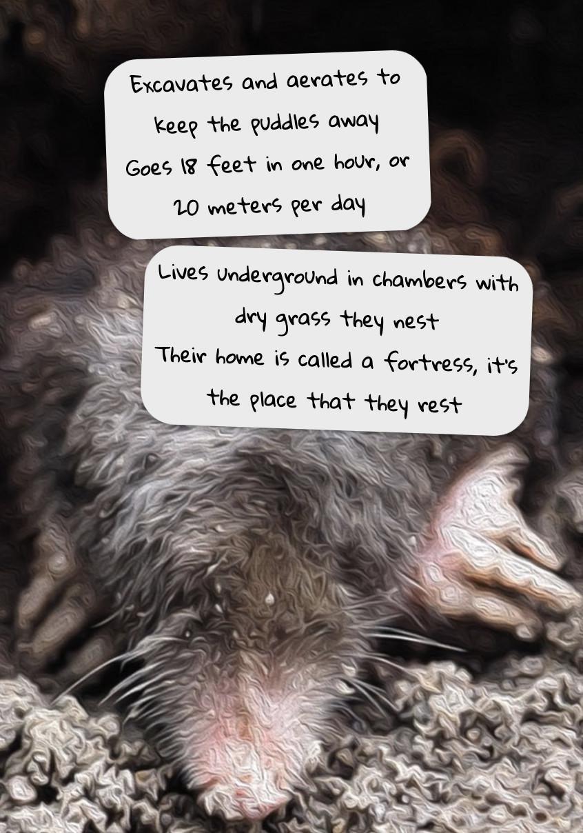 The Owl and the Mole The Owl and the Mole