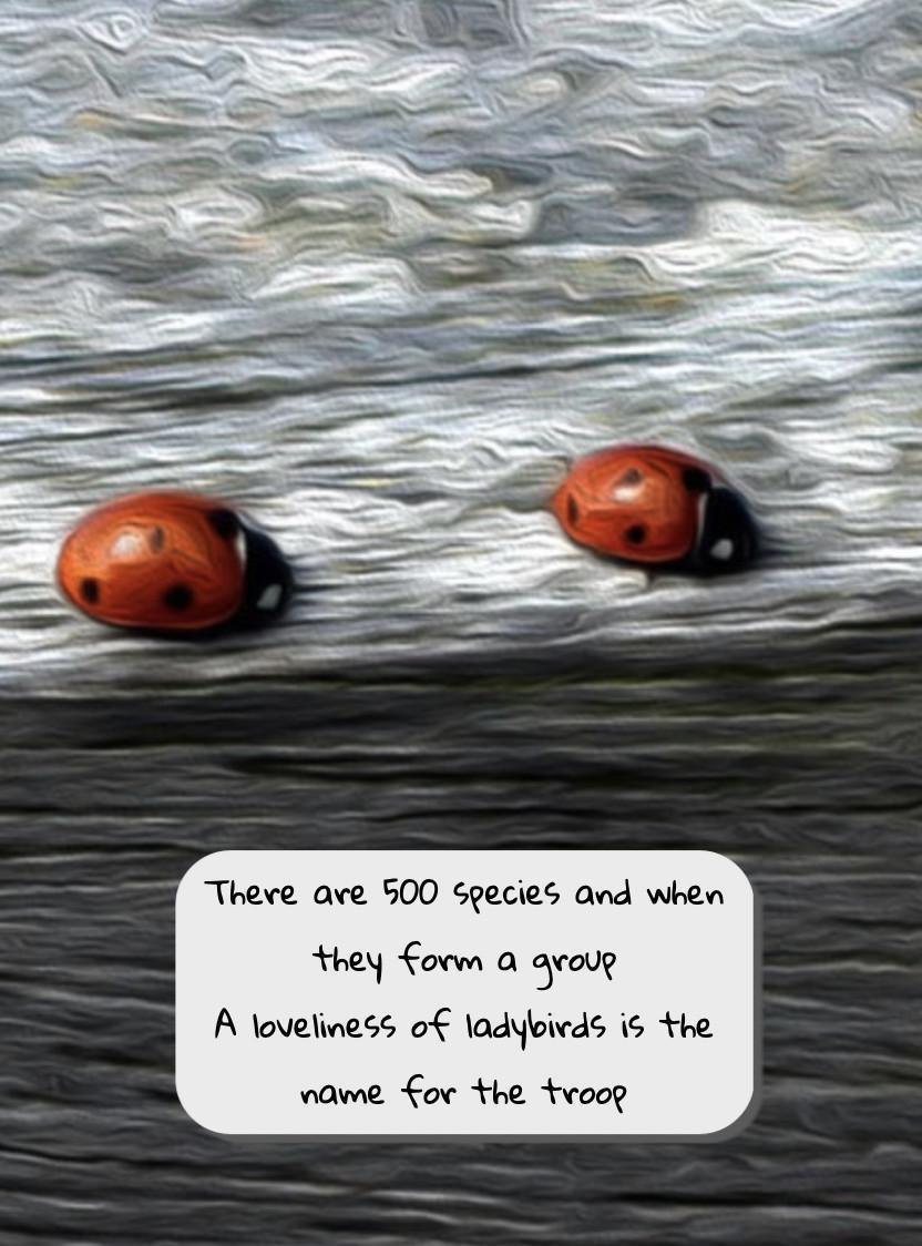 The Owl and the Ladybird The Owl and the Ladybird