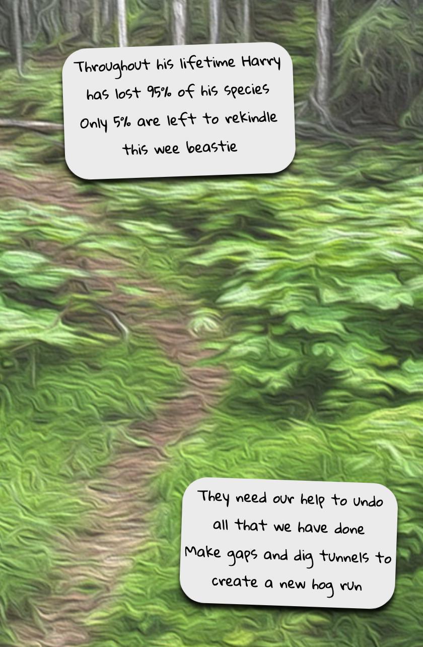 The Owl and the Hedgehog The Owl and the Hedgehog