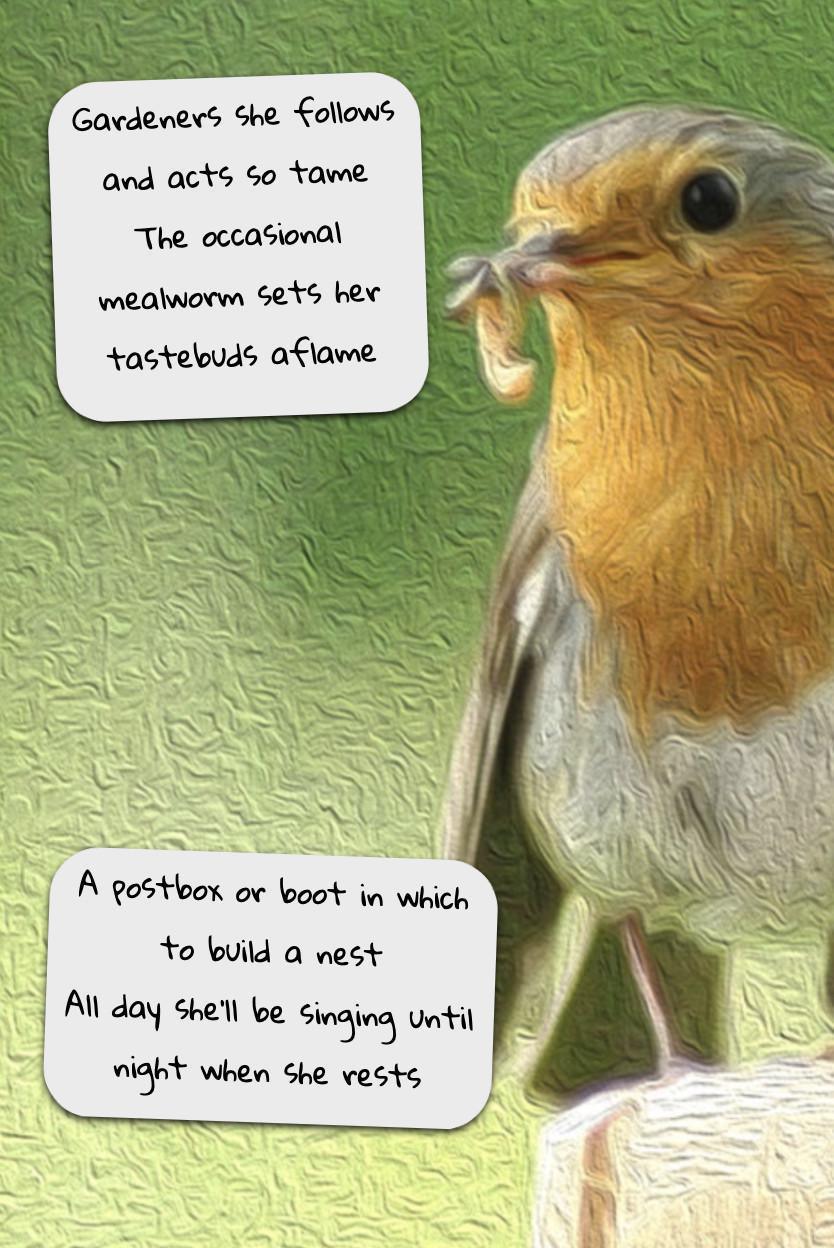 The Owl and the Robin The Owl and the Robin