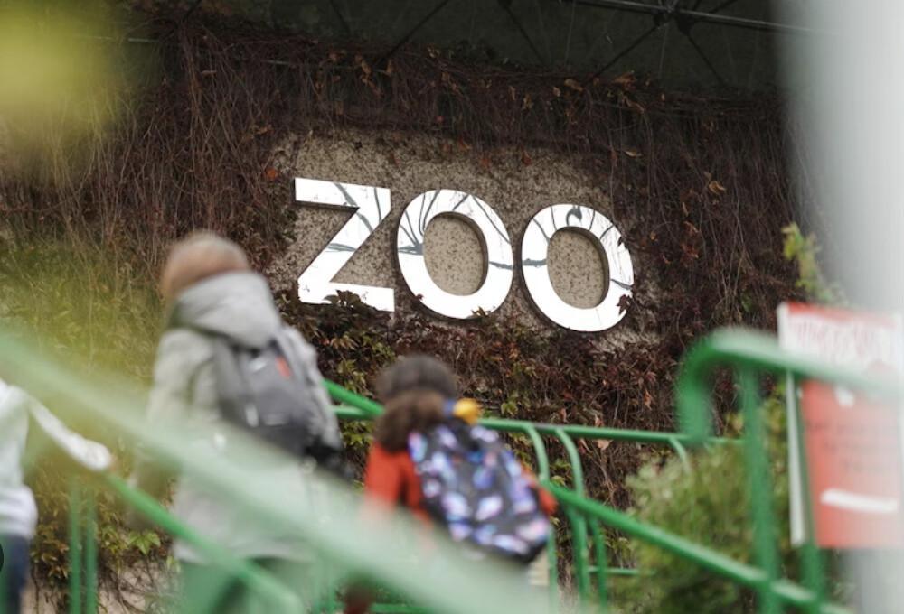 The Chimp Behind The Glass