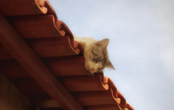 Cat on the Roof