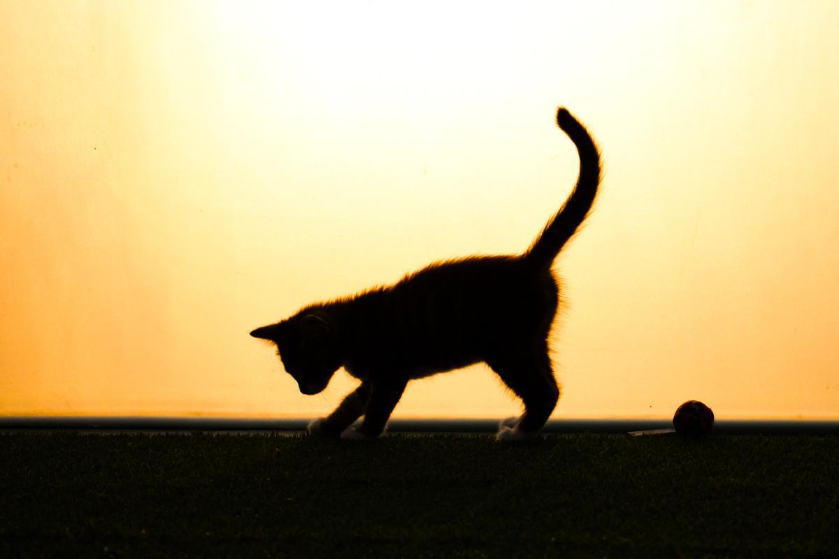 Cat on the Roof