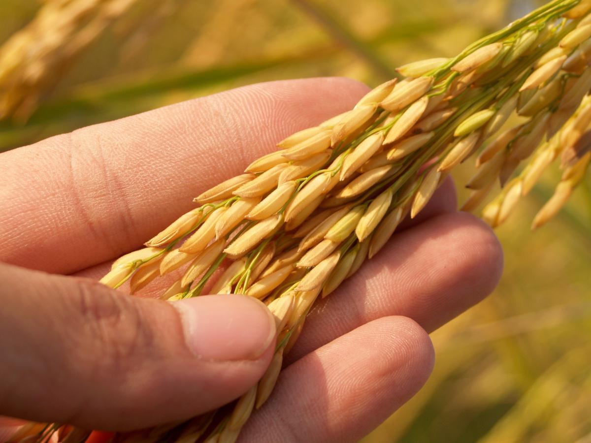 Sécurité alimentaire : la Côte d’Ivoire veut s’inspirer du modèle marocain
