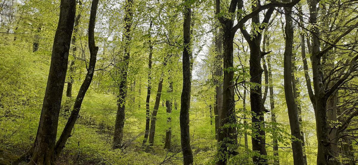 Frühlingserwachen