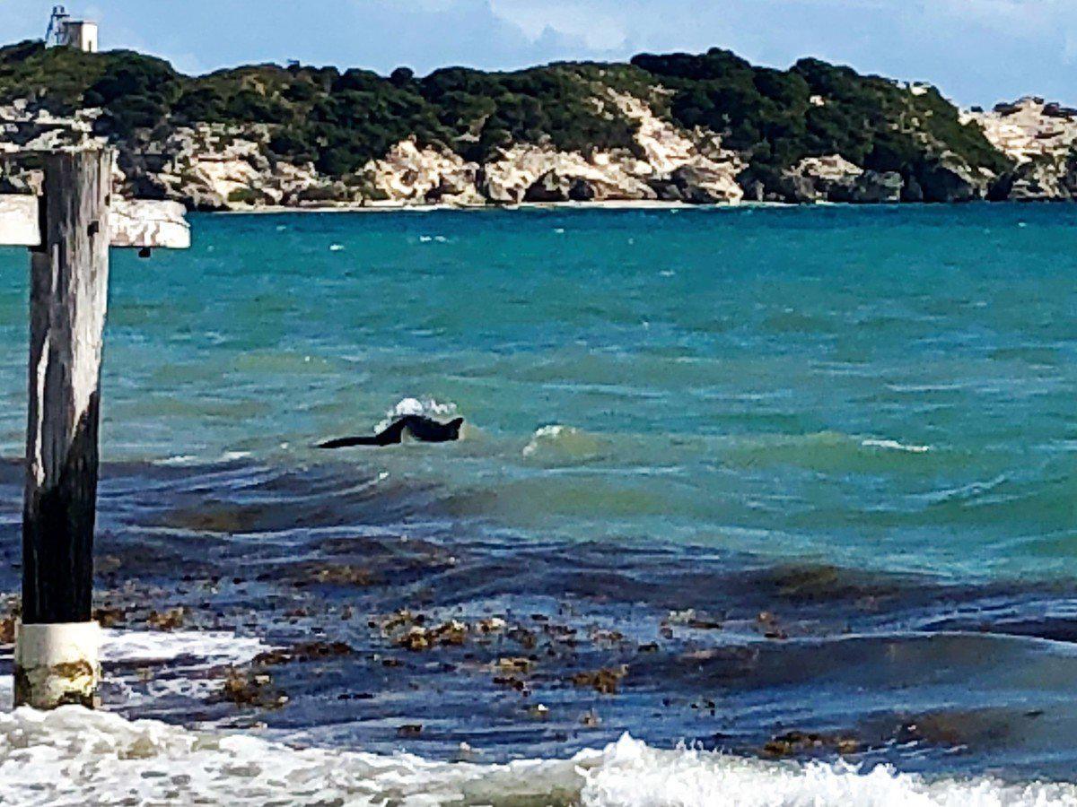 Hamelin Bay