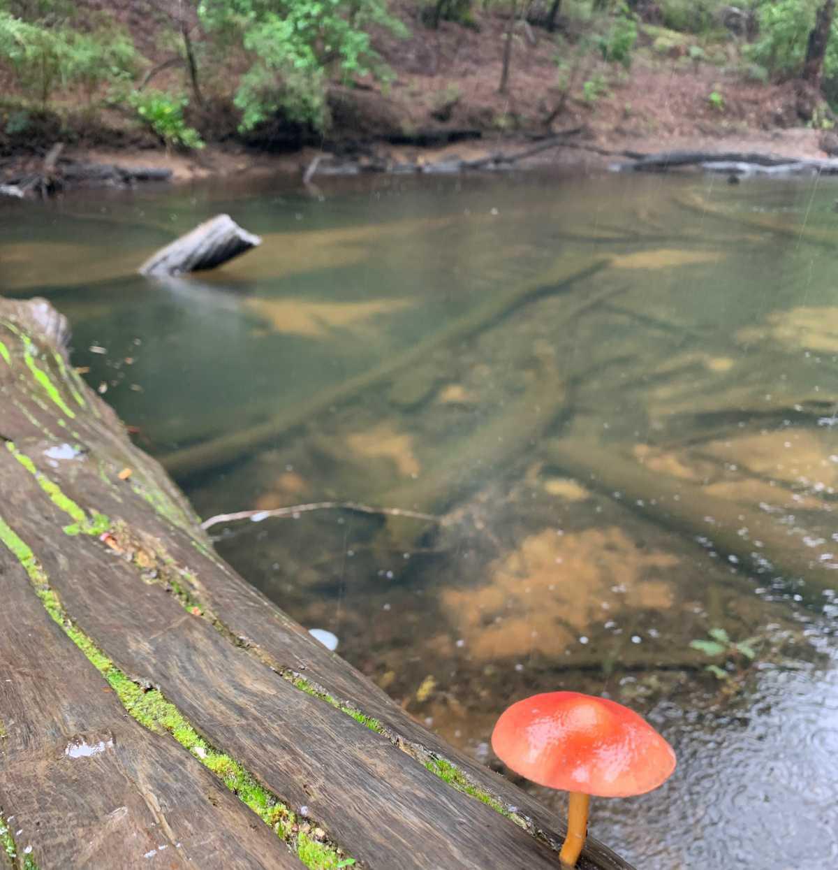 Honeymoon Pool Campsite