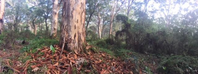 Boranup Campground