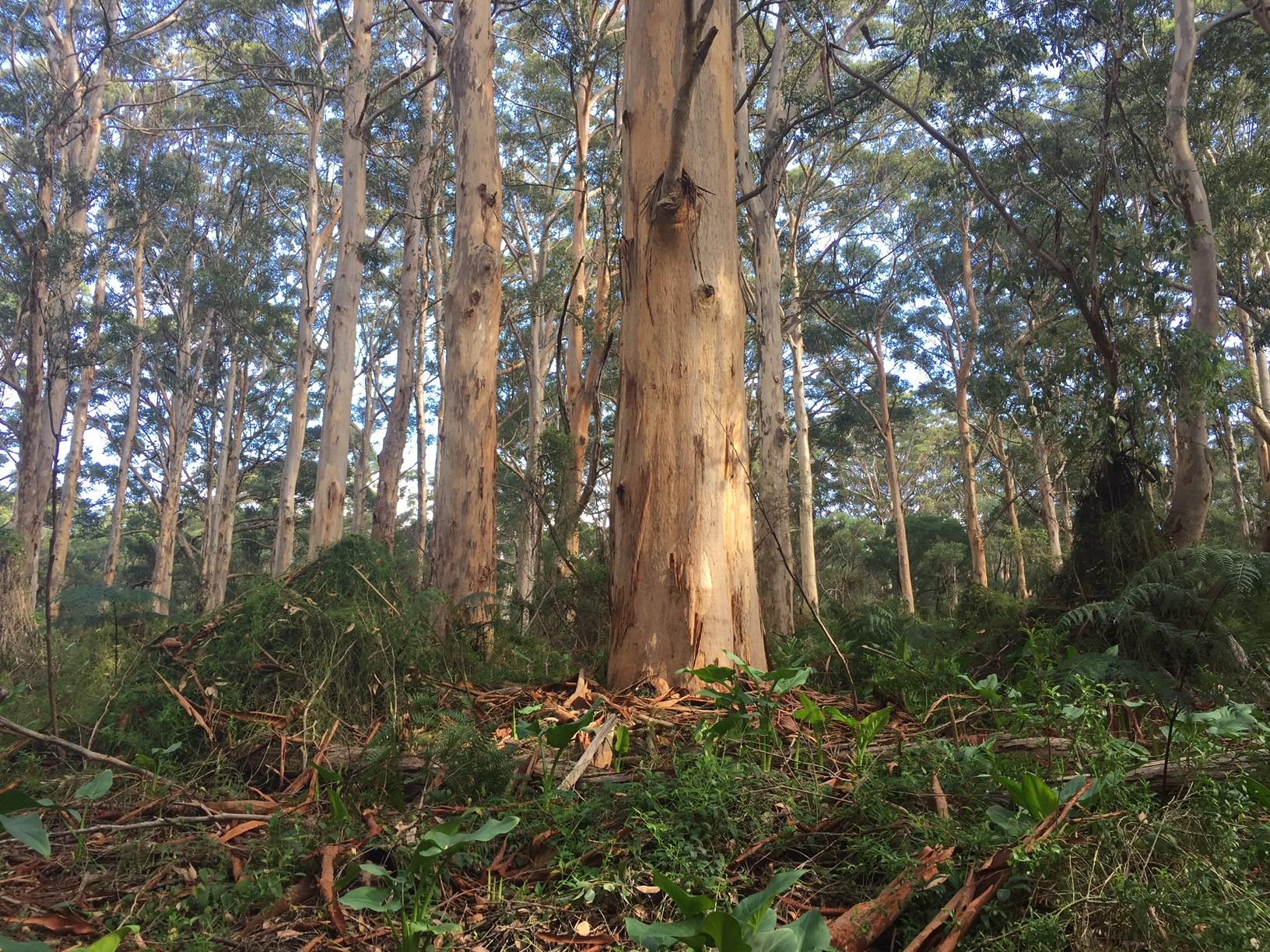 Boranup Campground