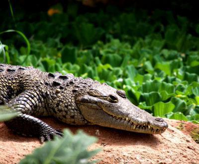 Ferme aux crocodiles
