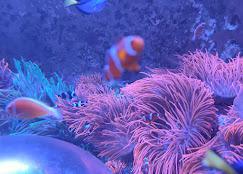 SEAQUARIUM