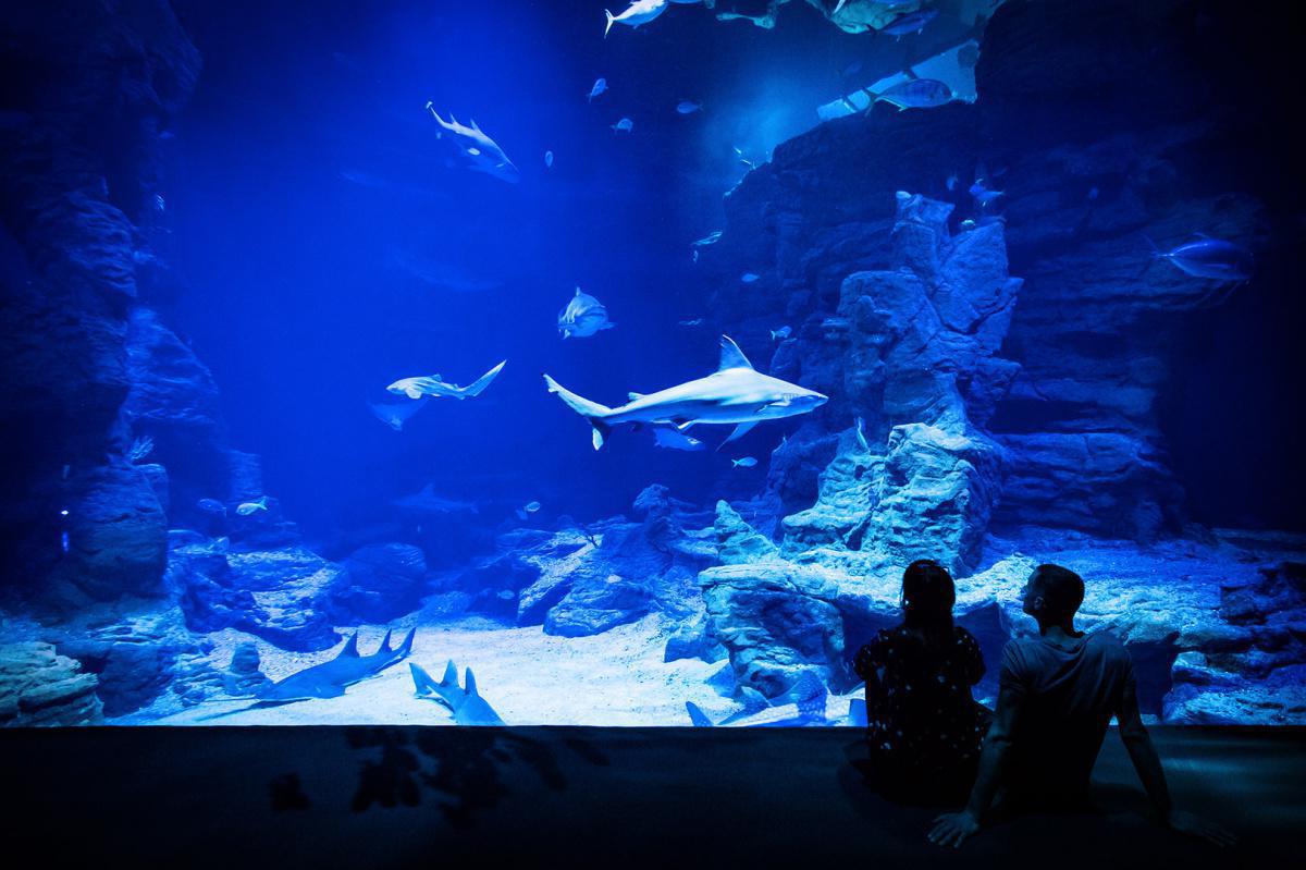 Planet Ocean - Montpellier