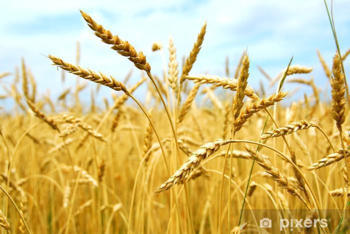 SESTO POTERE: L’ALIMENTAZIONE