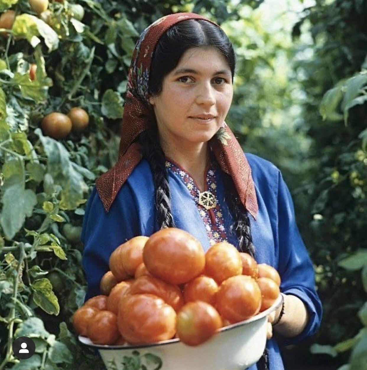 1981. Урожай помидоров. © SPUTNIK / Владимир Родионов by @hi.ashgabat