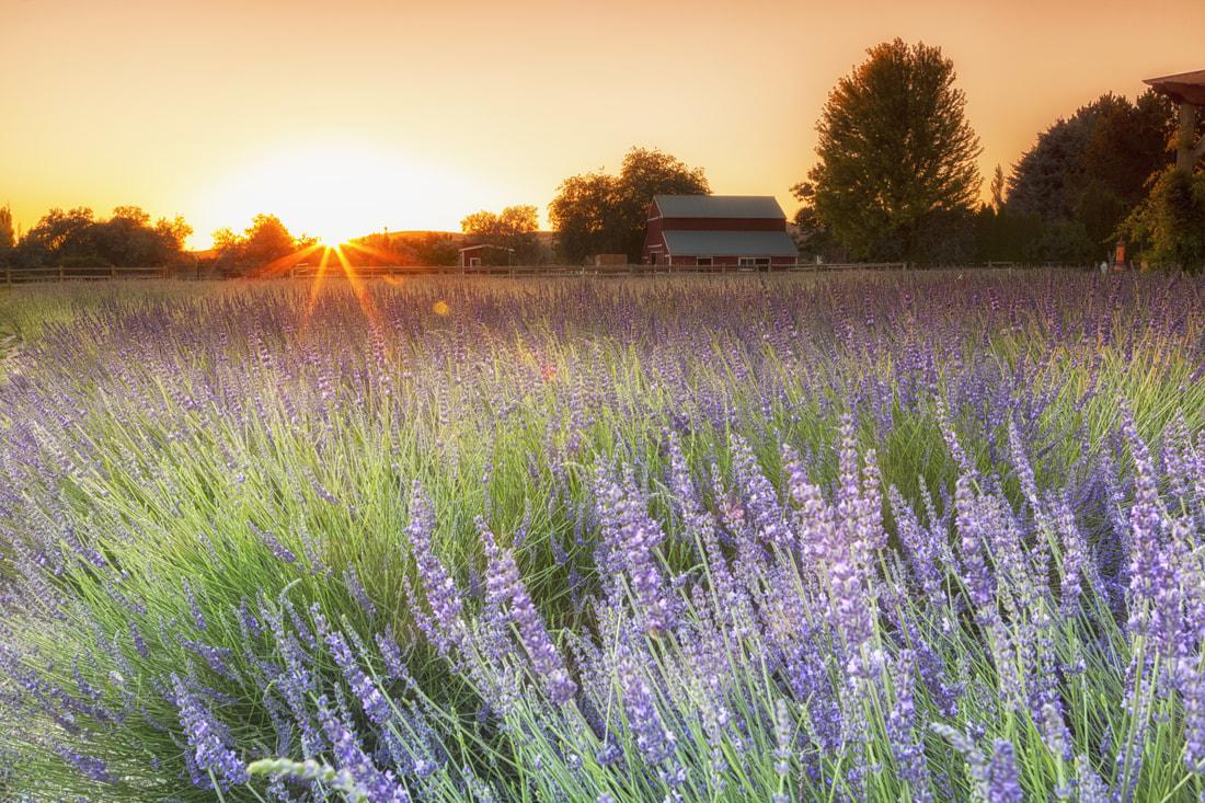 Red Chair Lavender Farm