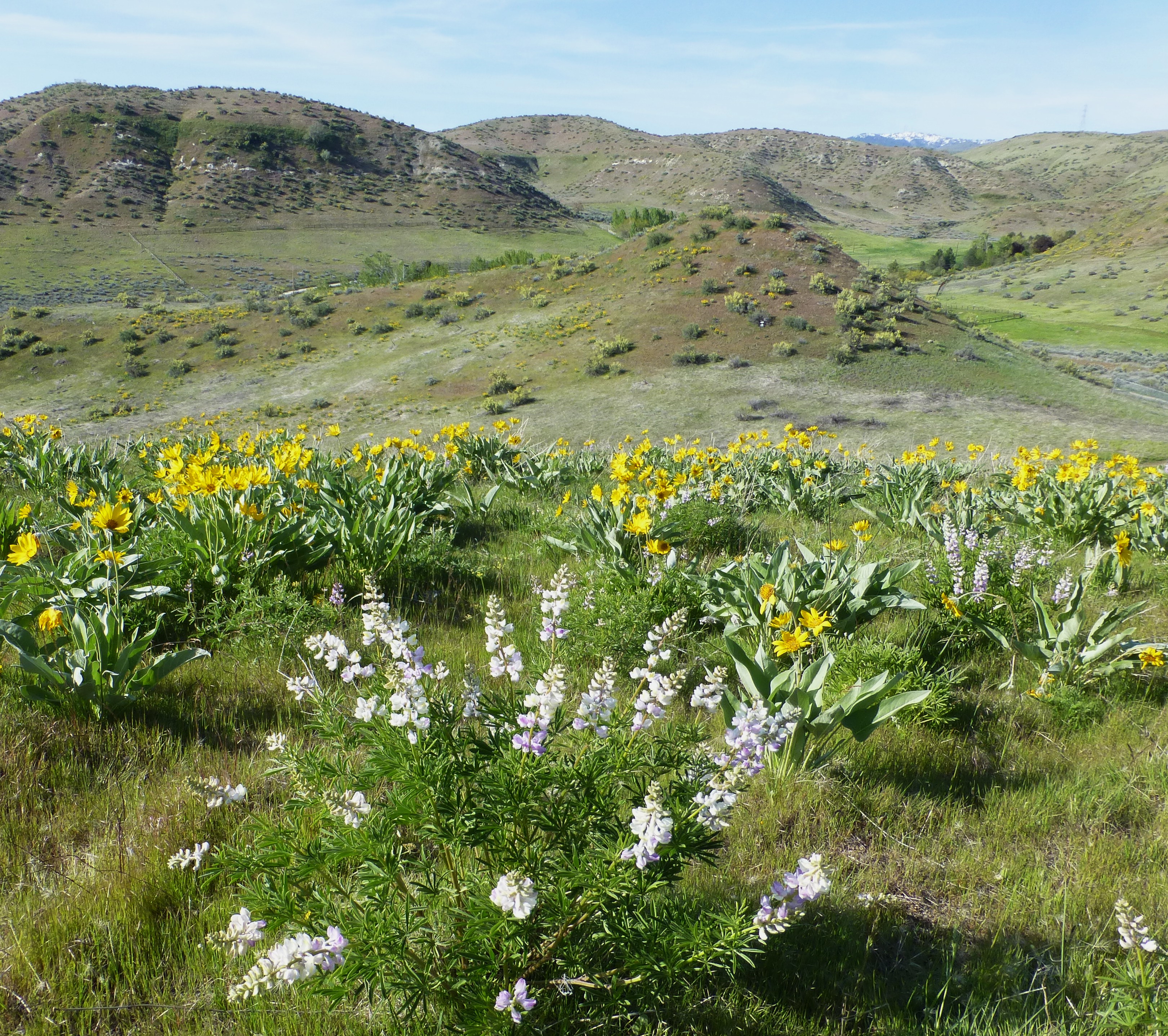 Foothills