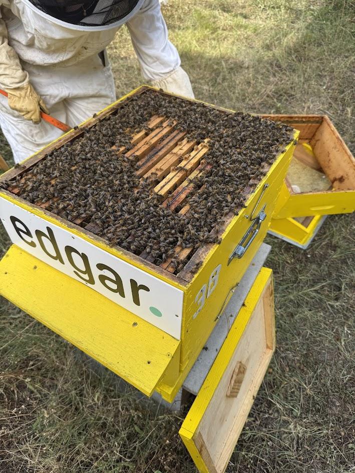 Bee Abeille Bee Abeille