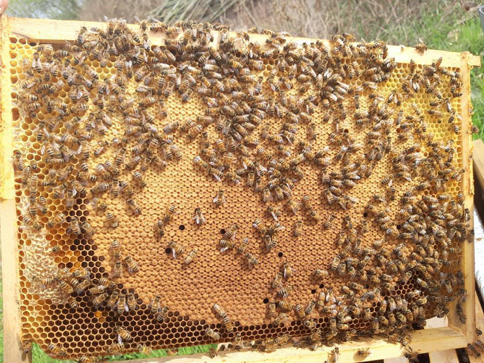 Le Rucher de la Moder Le Rucher de la Moder