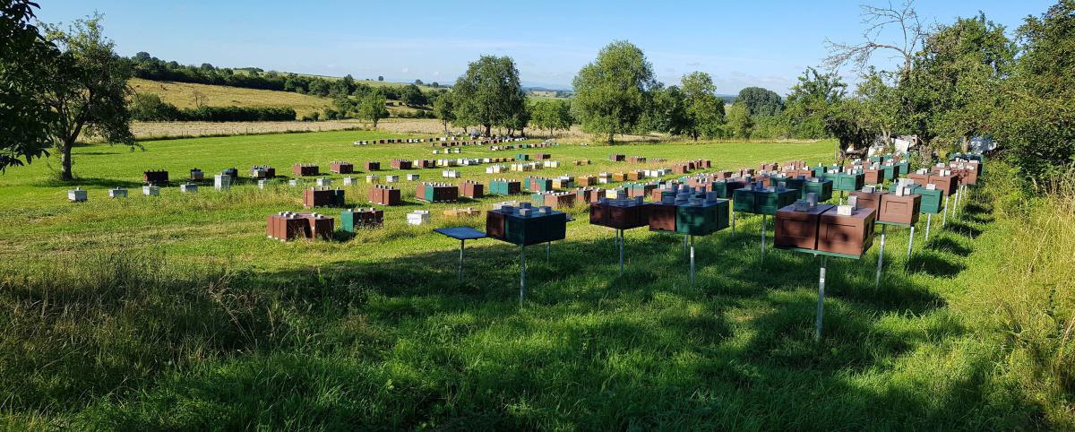 Le Rucher de la Moder Le Rucher de la Moder