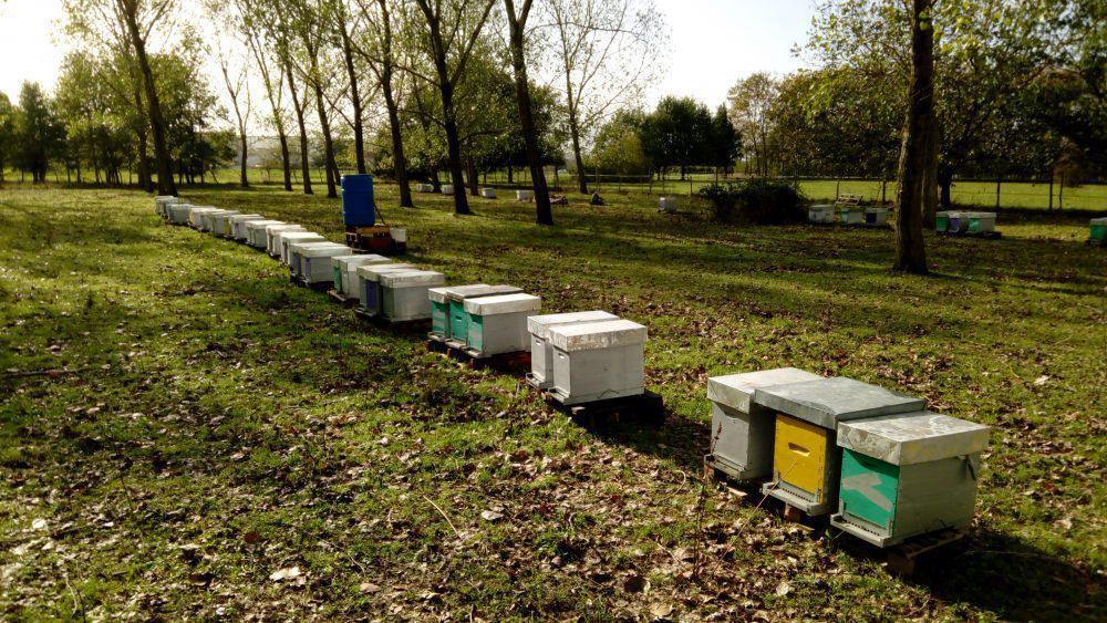 Les Reines du Pech Les Reines du Pech