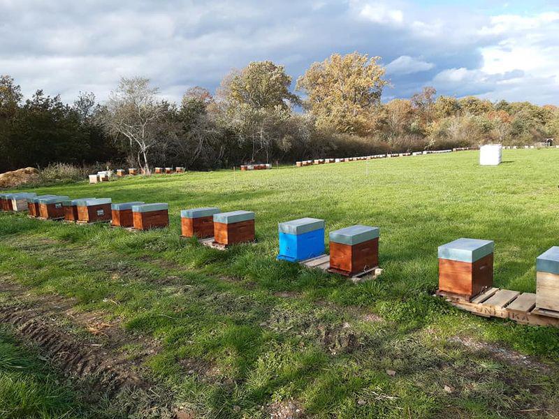 Le Champ du bois Le Champ du bois