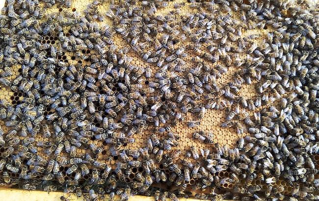 Passe-moi l’miel Passe-moi l’miel