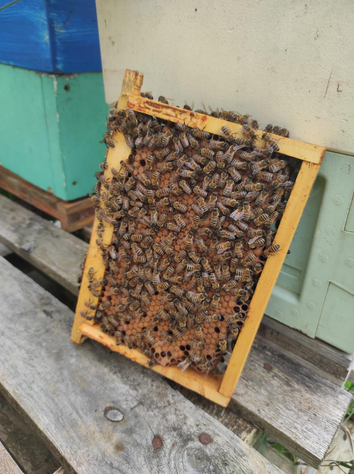 L'abeille des Monts de Blond L'abeille des Monts de Blond