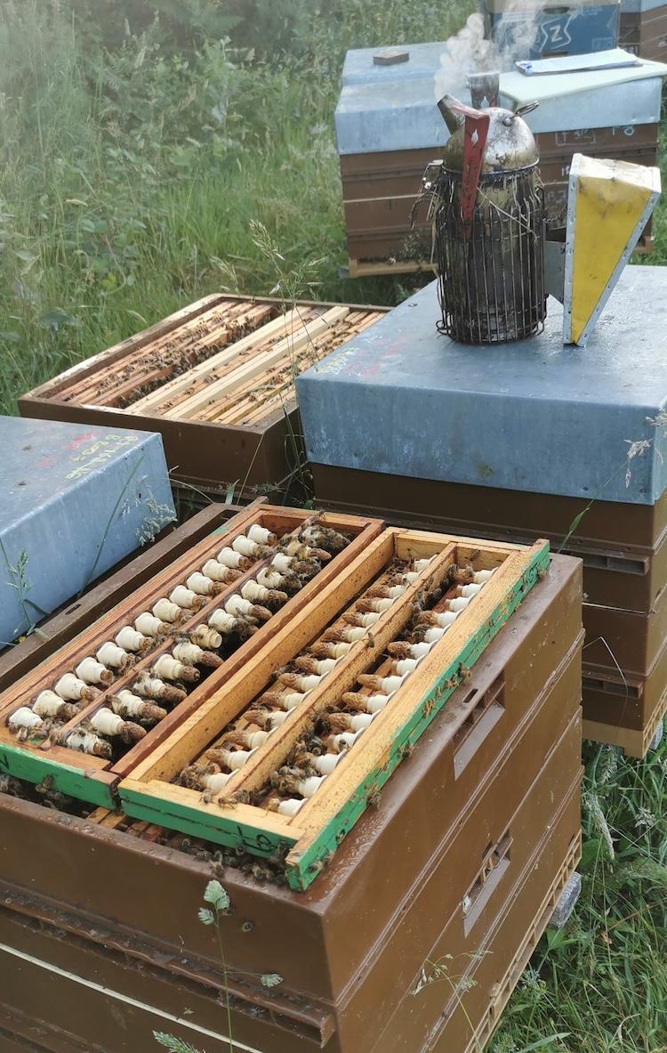 DUGUÉ Anaïs & LE GUILLERM Ulysse