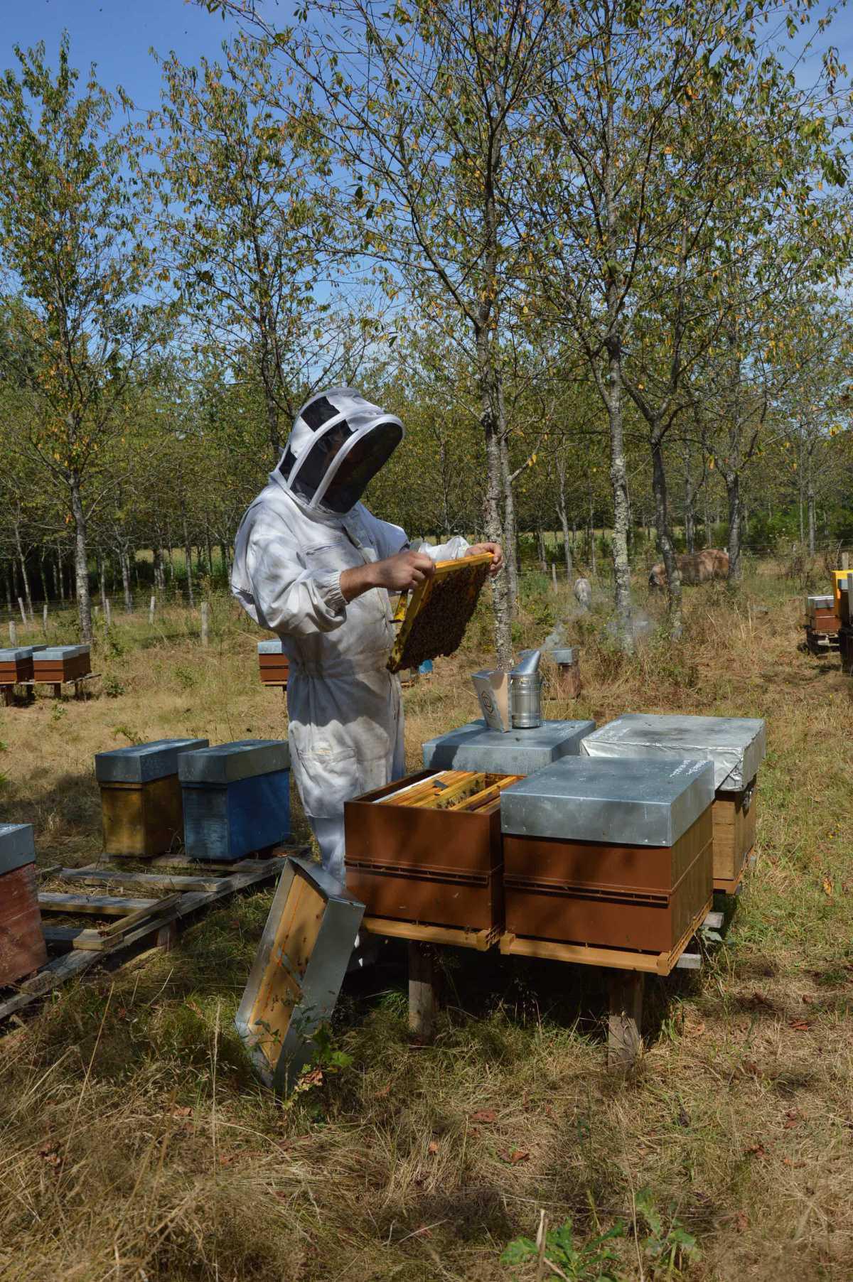 La Miellerie de Trompesouris La Miellerie de Trompesouris