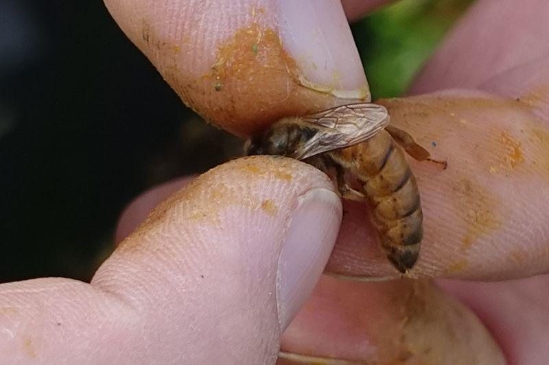 GAEC Miel et Loire GAEC Miel et Loire