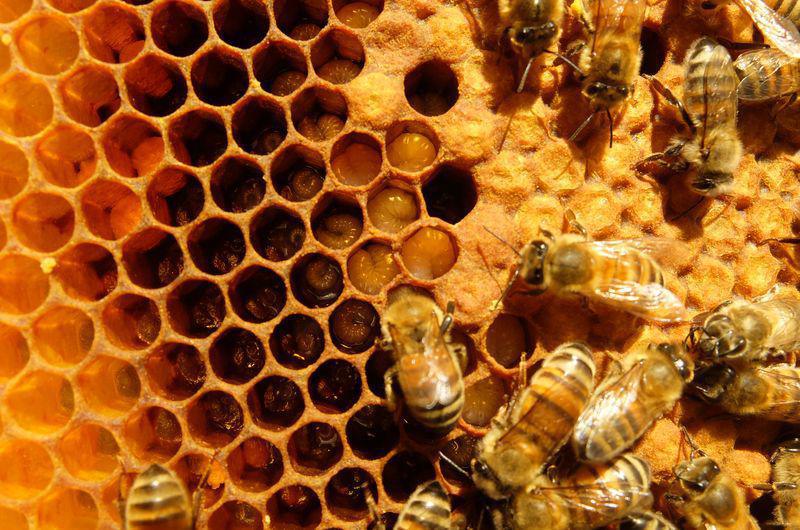 GAEC Miel et Loire GAEC Miel et Loire