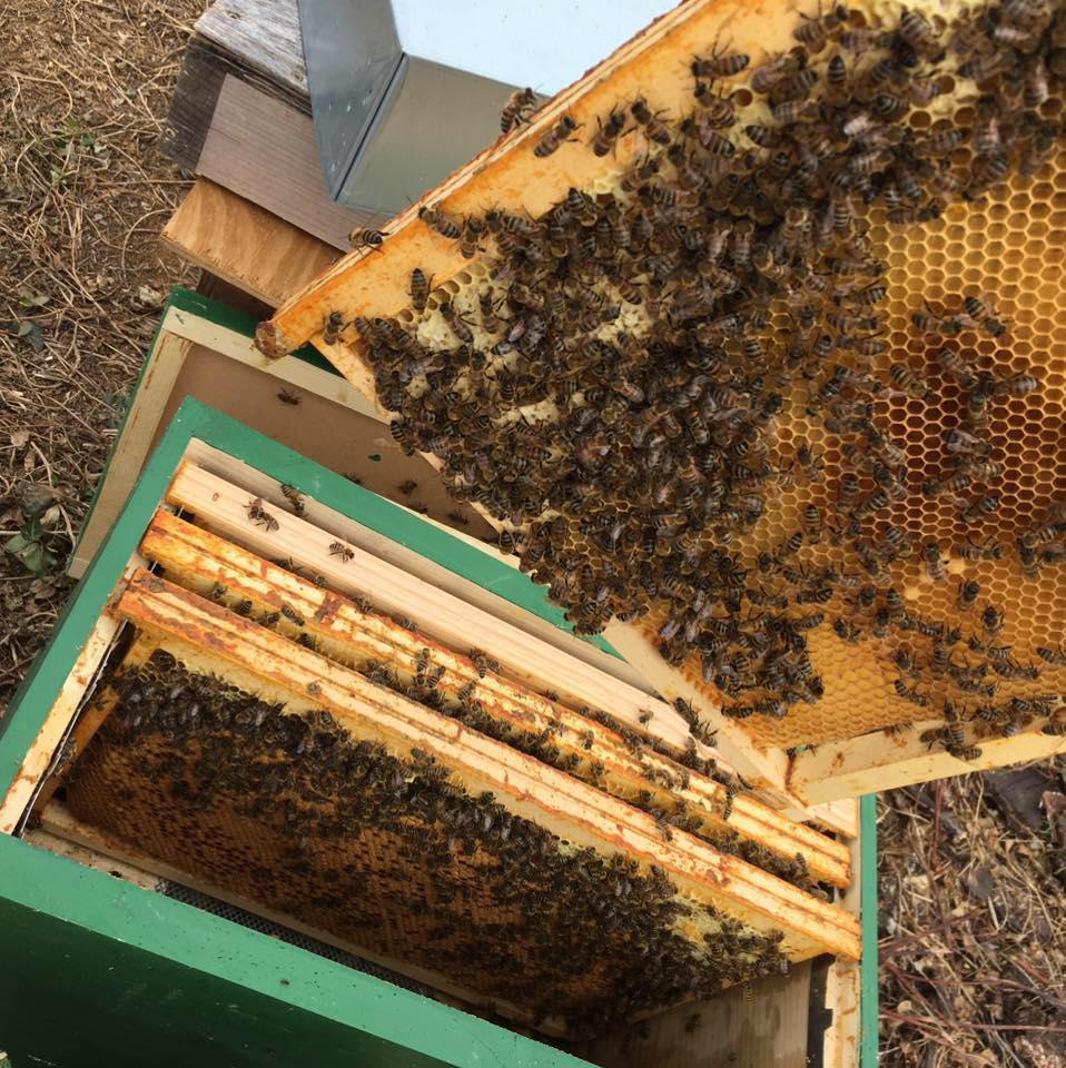 Les Abeilles De Nico Les Abeilles De Nico