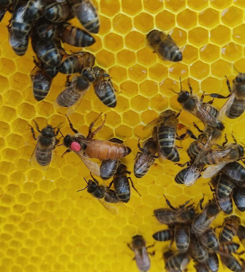 Les Abeilles De Nico Les Abeilles De Nico