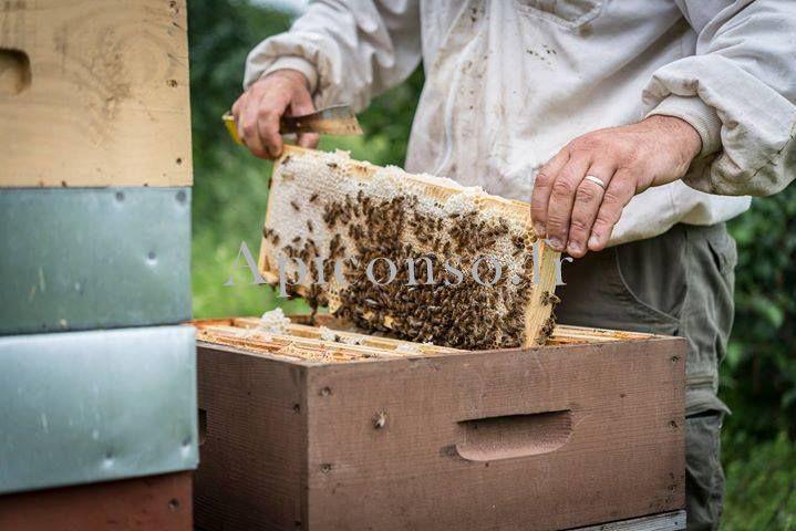 Rucher de la clairière aux oiseaux Rucher de la clairière aux oiseaux